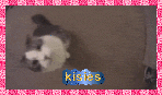Cat kissing you